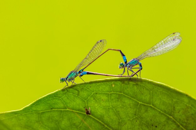 Foto prossimo piano di un insetto sulla foglia