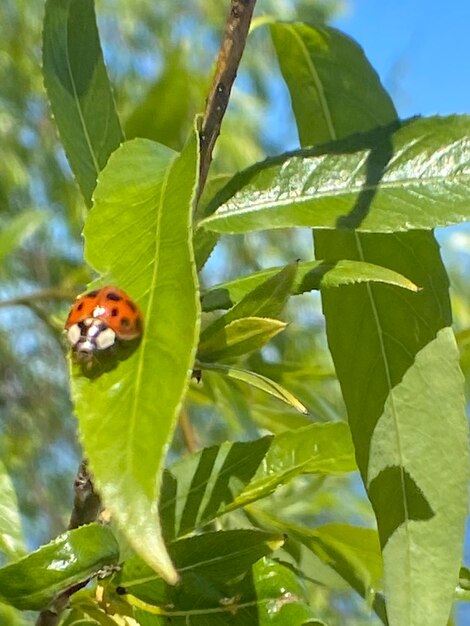 Close-up of insect on leaf