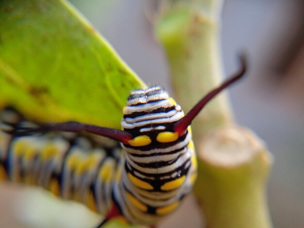 Photo close-up of insect on leaf