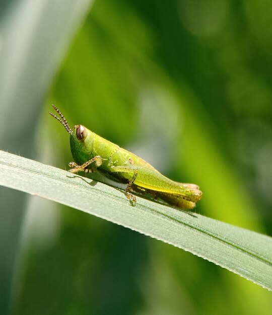 Close-up of insect on leaf