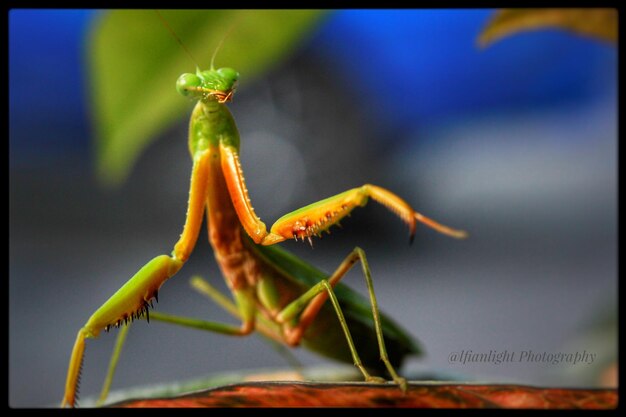 Close-up of insect on leaf