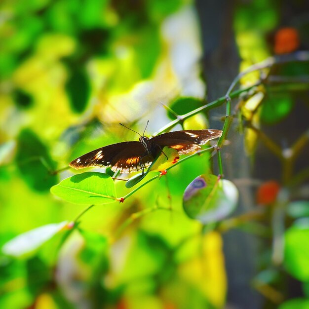 Close-up of insect on leaf