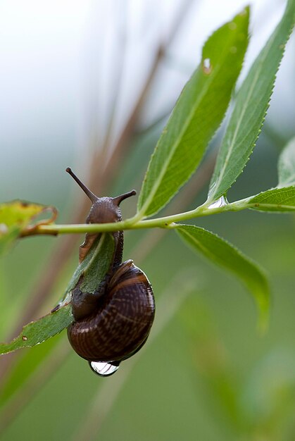 Close-up of insect on leaf