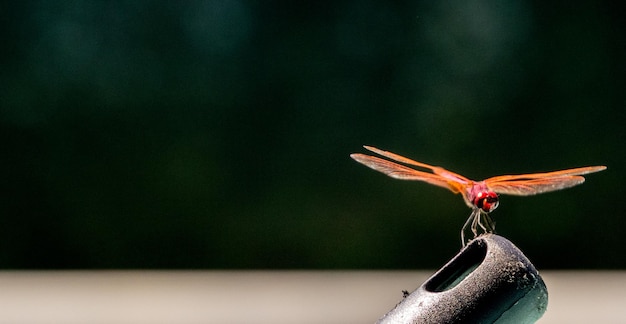 Photo close-up of insect on leaf