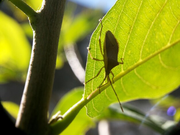 Close-up of insect on leaf