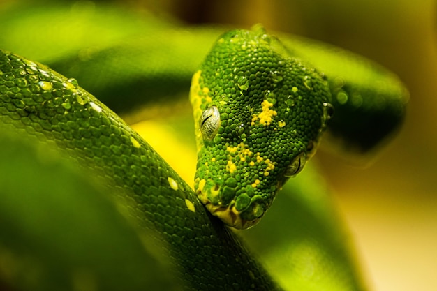 Close-up of insect on leaf