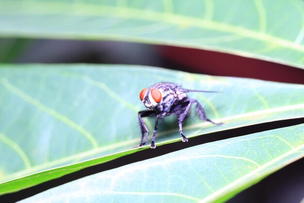 葉の上の昆虫のクローズアップ