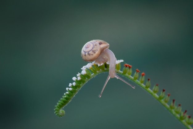 葉の上の昆虫のクローズアップ