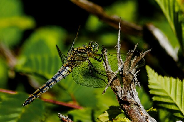 Close-up of insect on leaf