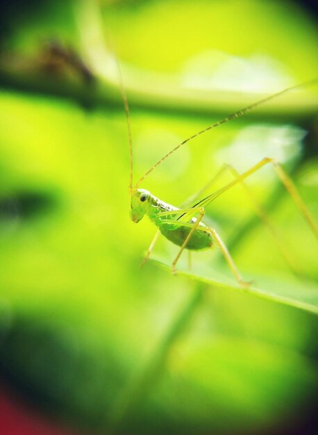 Close-up of insect on leaf