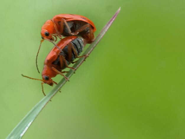 Close-up of insect on leaf