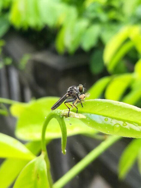 Close-up of insect on leaf