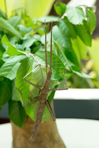 Photo close-up of insect on leaf