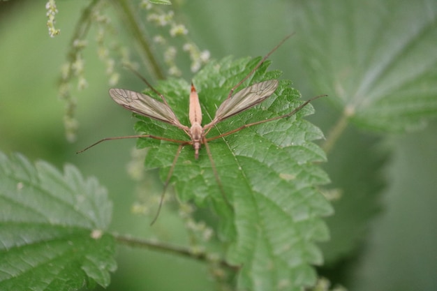 Close-up of insect on leaf