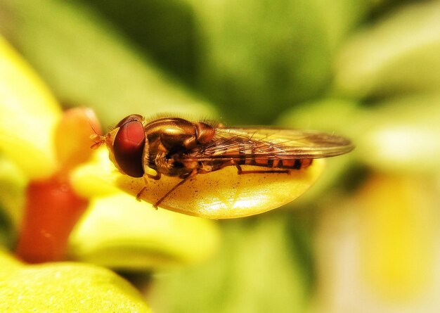 Close-up of insect on leaf