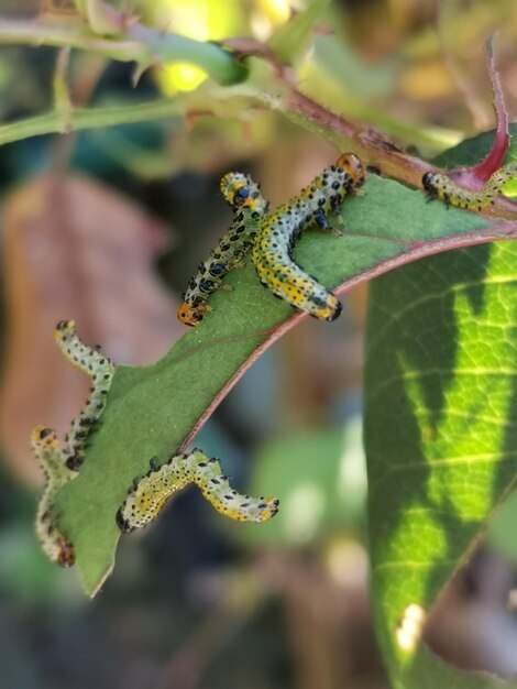 Photo close-up of insect on leaf