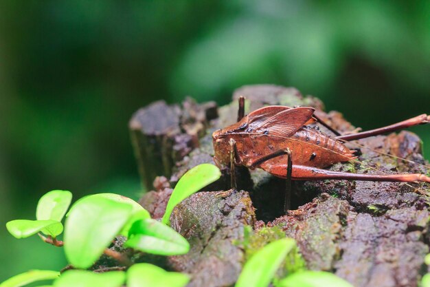 Close-up of insect on leaf