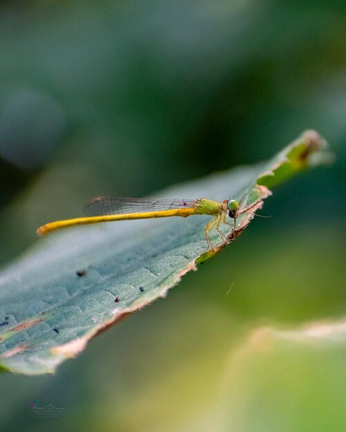 Foto prossimo piano di un insetto sulla foglia