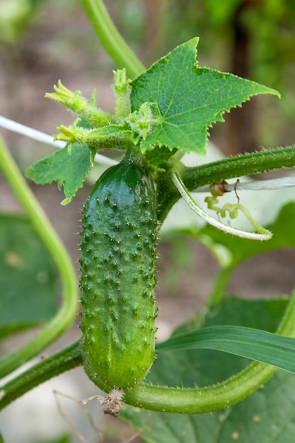 Photo close-up of insect on leaf