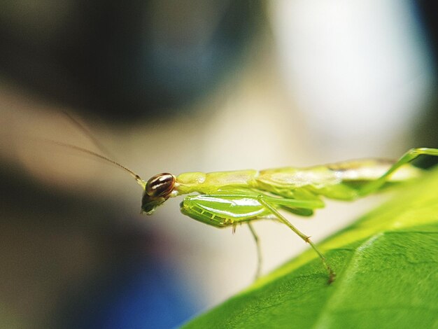 Photo close-up of insect on leaf