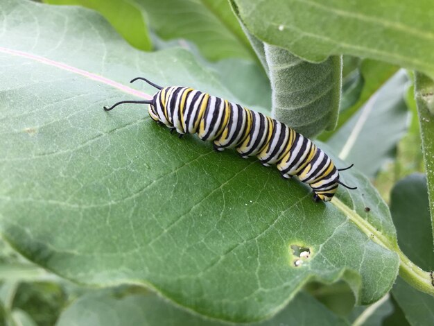 Photo close-up of insect on leaf