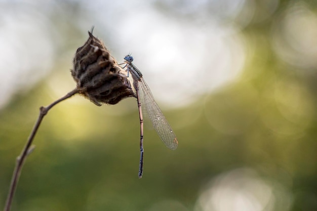 Foto prossimo piano di un insetto sulla foglia