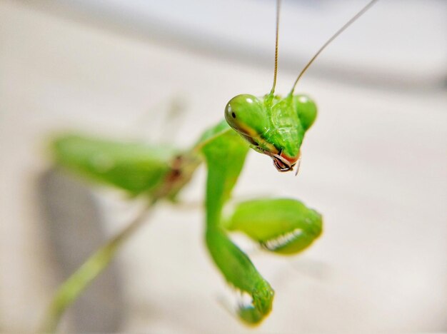 Photo close-up of insect on leaf