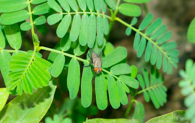 Photo close-up of insect on leaf