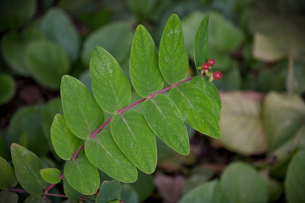 Photo close-up of insect on leaf