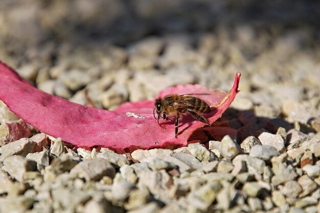 Close-up of insect on leaf