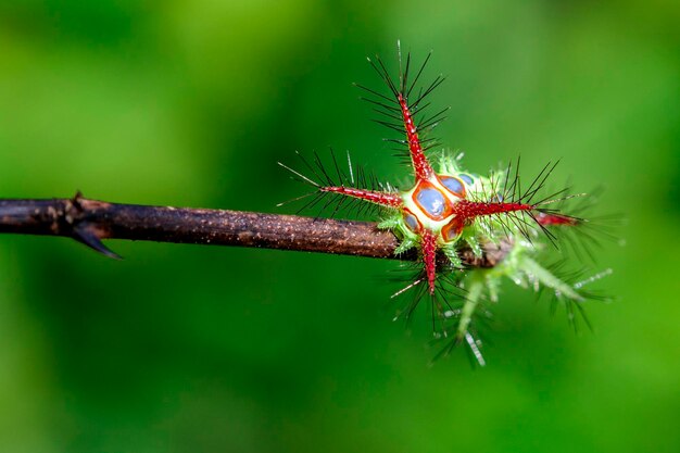 Photo close-up of insect on leaf