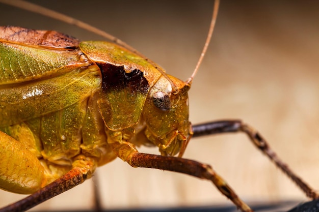 Close-up of insect on leaf