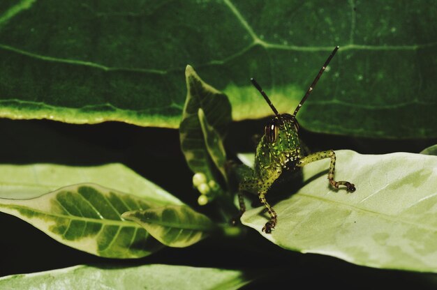 Photo close-up of insect on leaf