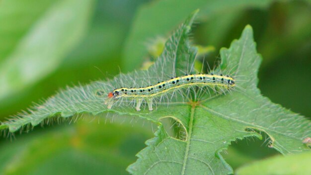 Close-up of insect on leaf