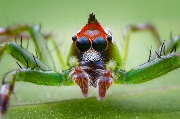 Close-up of insect on leaf