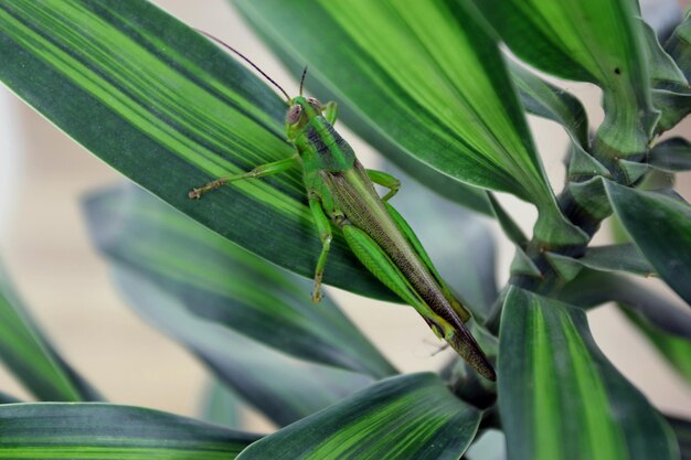 Close-up of insect on leaf