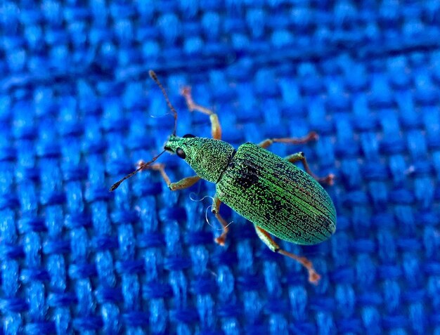 Close-up of insect on leaf