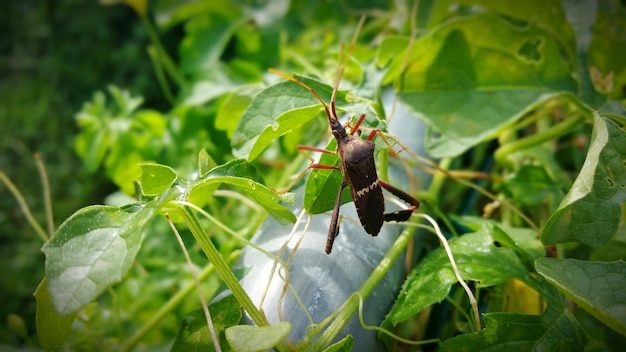 Photo close-up of insect on leaf