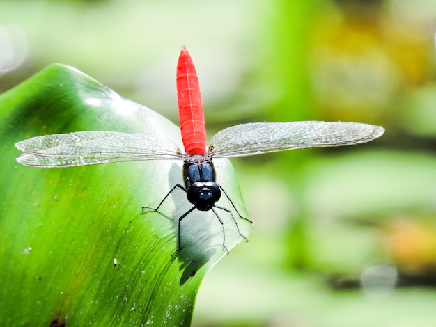 Photo close-up of insect on leaf