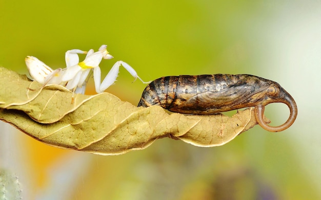 Photo close-up of insect on leaf