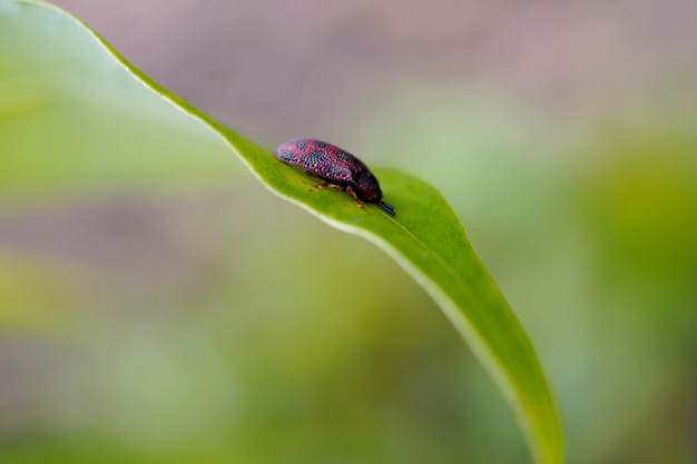 Photo close-up of insect on leaf