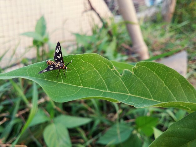 Close-up of insect on leaf