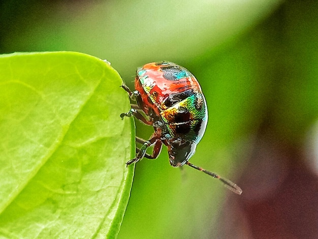 Close-up of insect on leaf