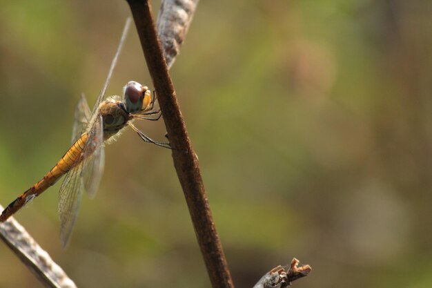 Close-up of insect on leaf