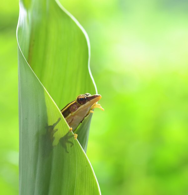 Photo close-up of insect on leaf