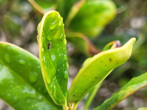 Close-up of insect on leaf