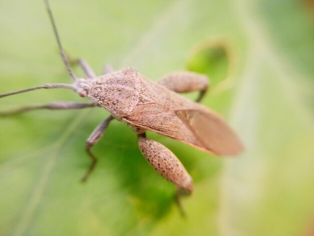 Photo close-up of insect on leaf