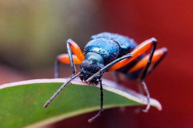 Close-up of insect on leaf