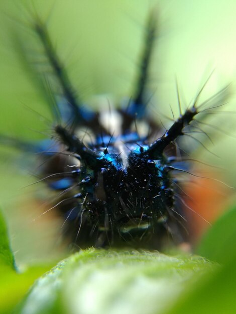 Close-up of insect on leaf