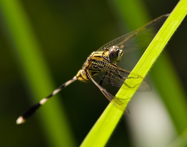 Close-up of insect on leaf